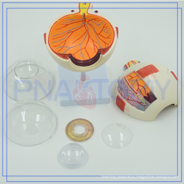 PNT-0660 enlarged Human Eye model